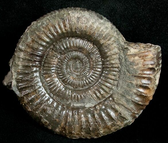 Pyritized Dactylioceras Ammonite - UK #10550